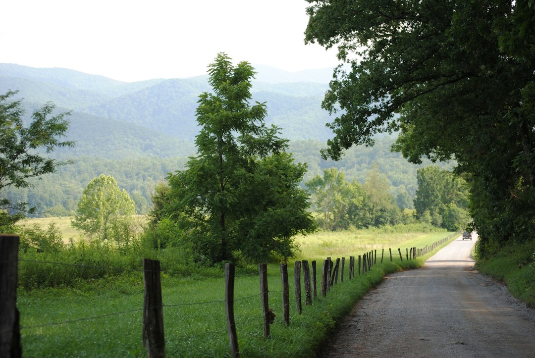 Tree-lined rural road in Tennessee