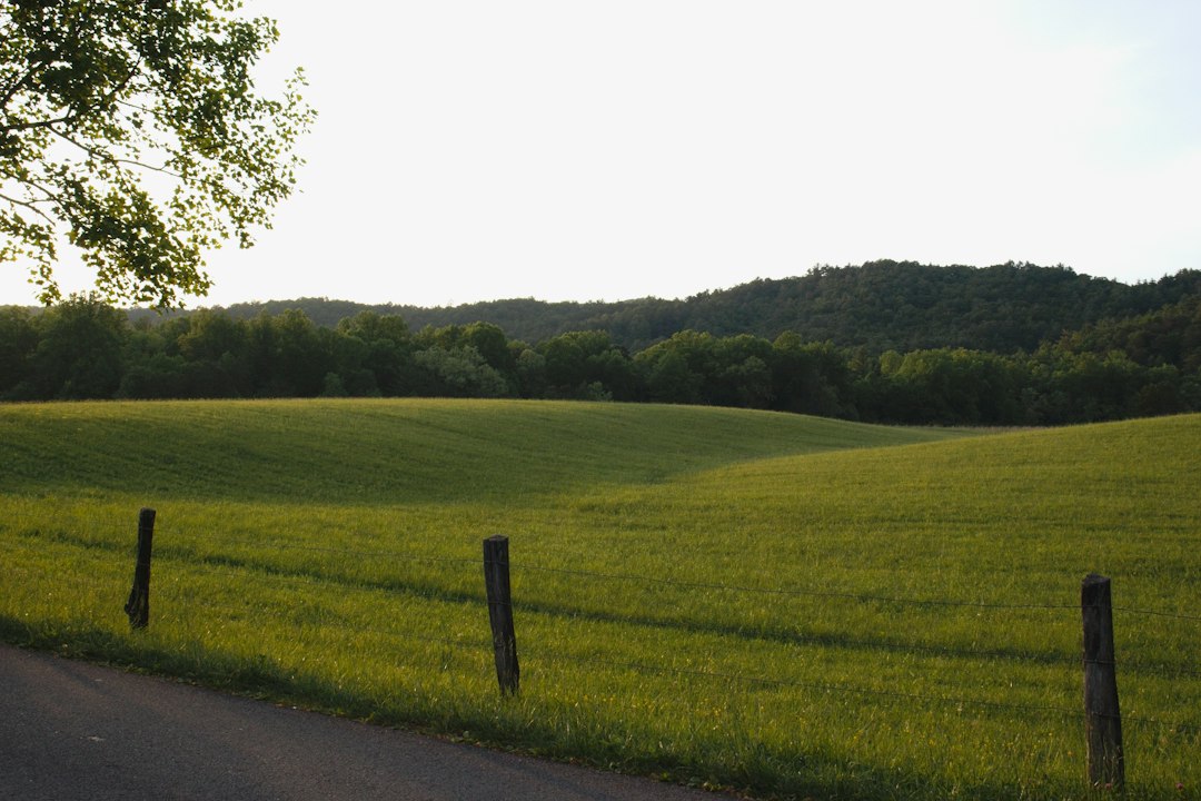 Green Tennessee field beside a country road