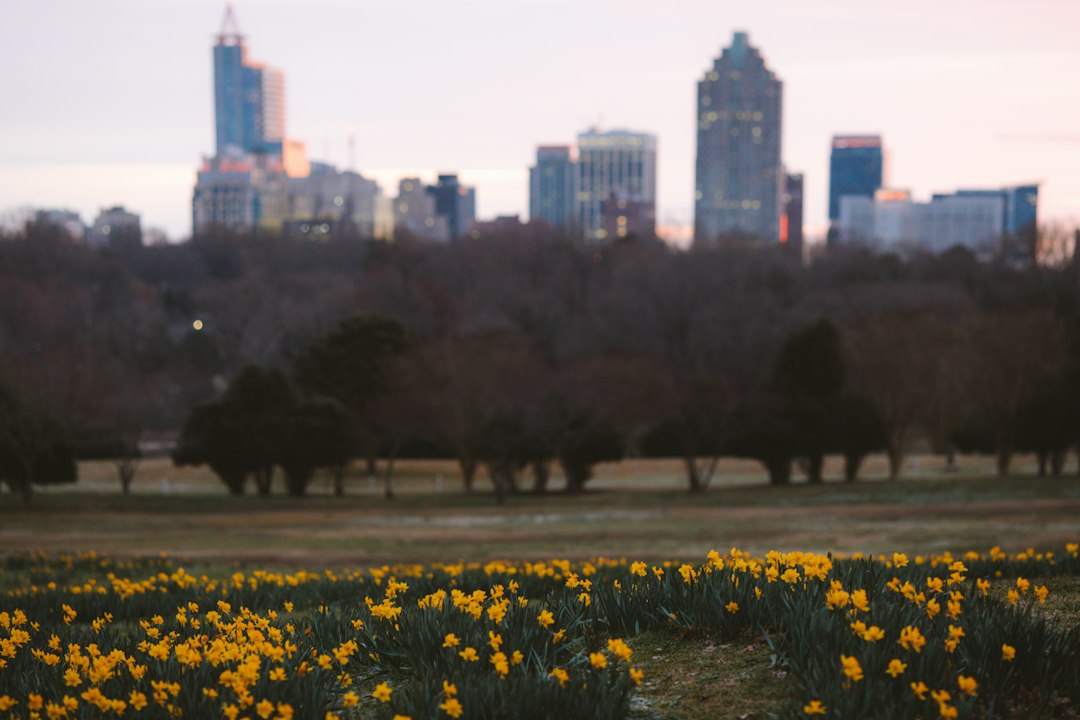 Open lawn and trees at Dorothea Dix Park in Raleigh