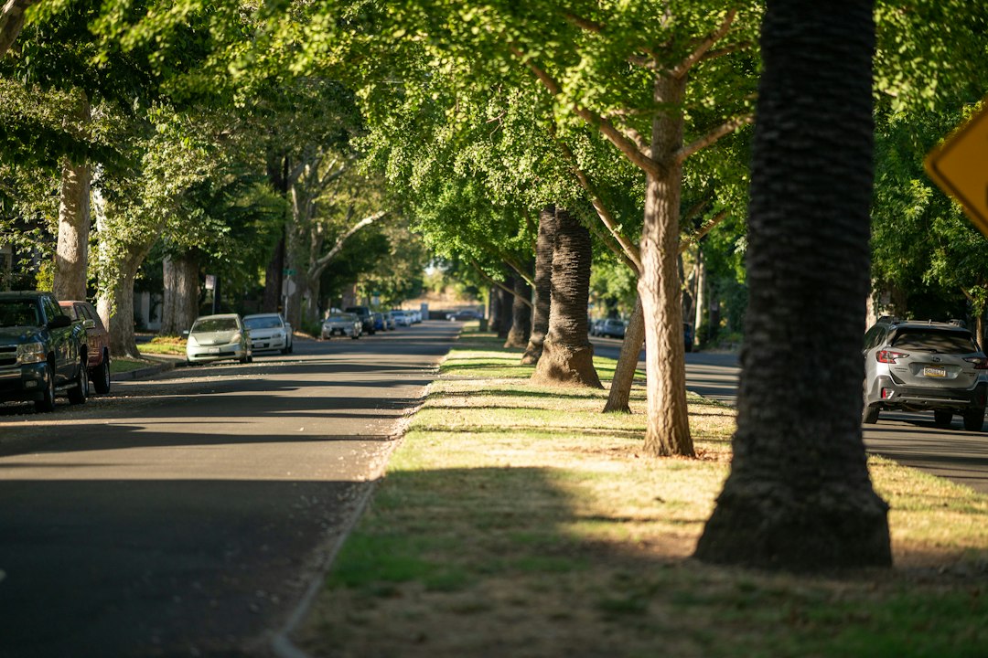 The center median with trees of one of the streets in downtown Sacramento, California.