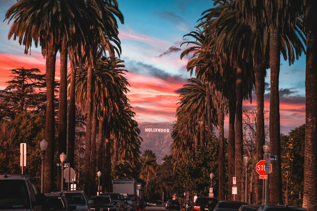 Palm trees along a Los Angeles street; illustrative stock photo
